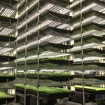 Rise of Vertical Farming: स्थायी भविष्य के लिए कृषि क्षेत्र में क्रांति लाना